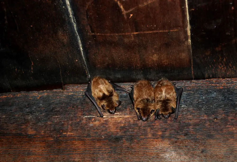 Bats Inside Roof