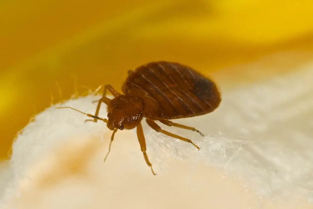 Does Ammonia Kill Bed Bugs and Their Eggs