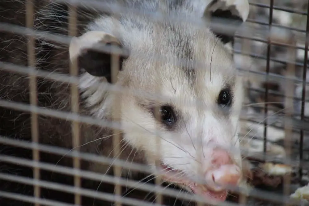 How to Get a Possum Out of Your Attic