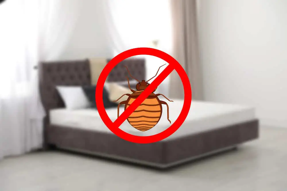 Kill Bed Bugs