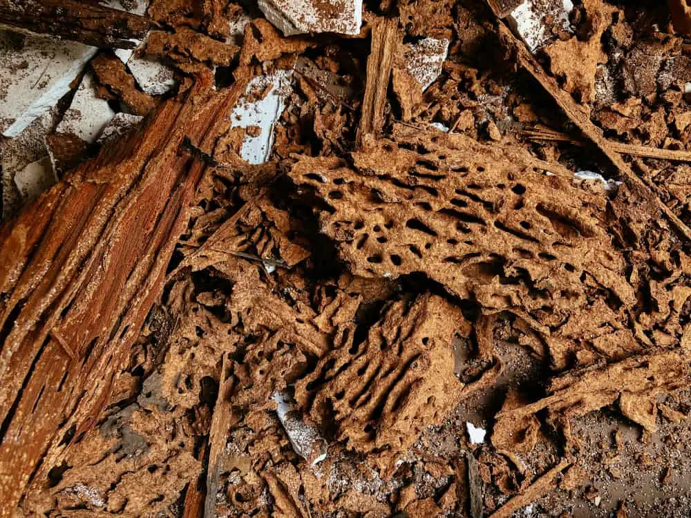 Termite Damaged Wood