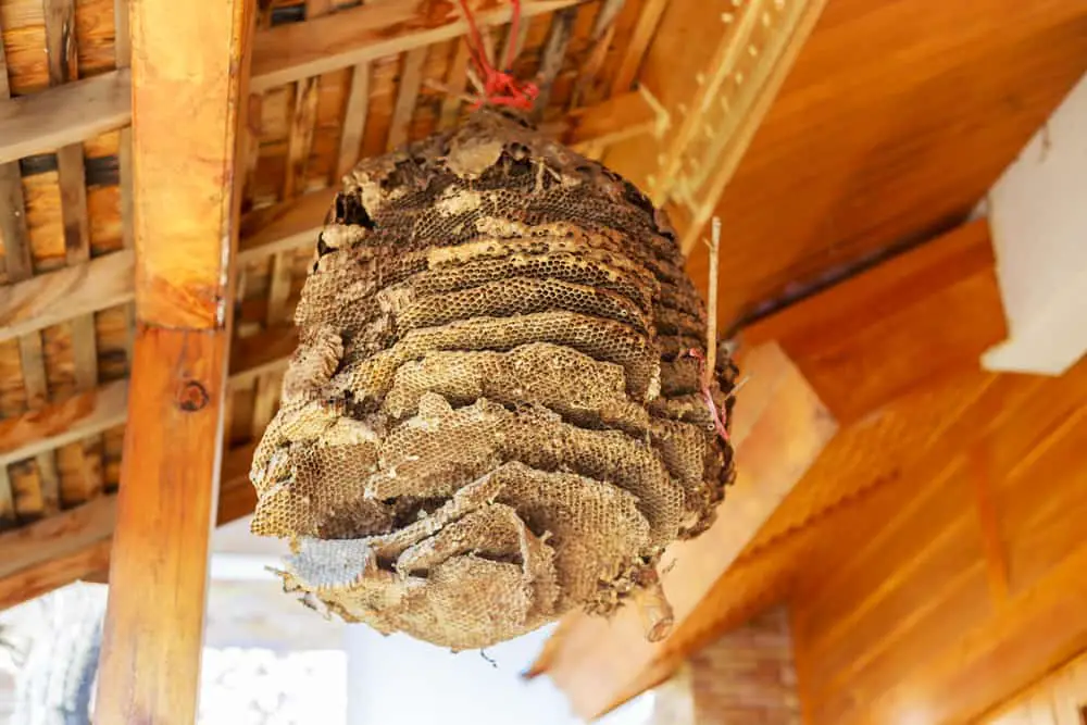Wasp Yellow Jacket Nest Attached to Ceiling