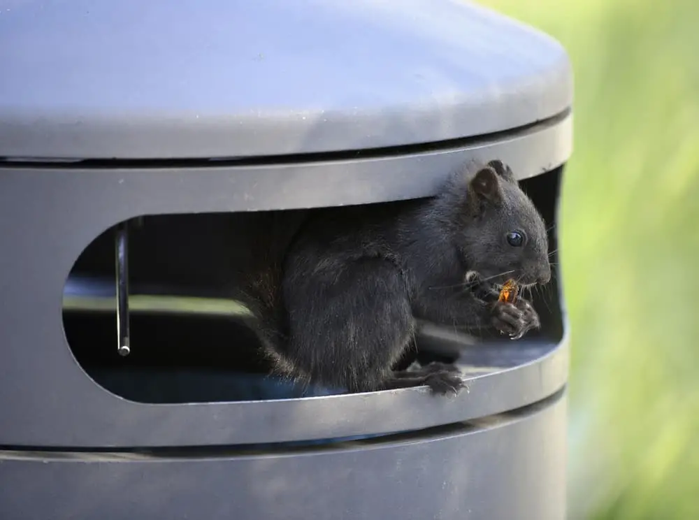 How to Keep Squirrels Out of Trash Cans
