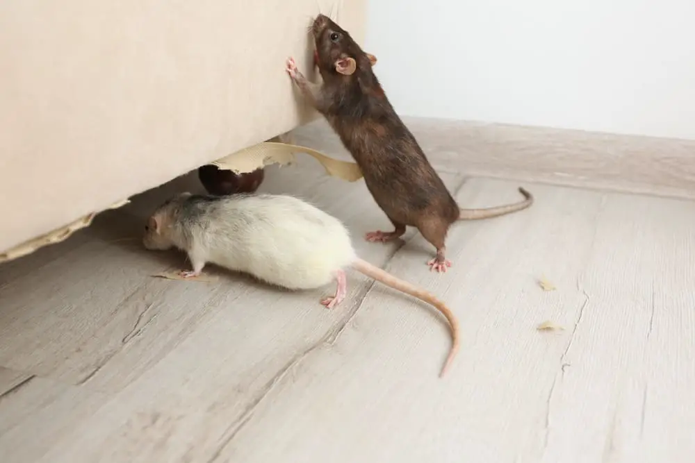 Mice Under Furniture