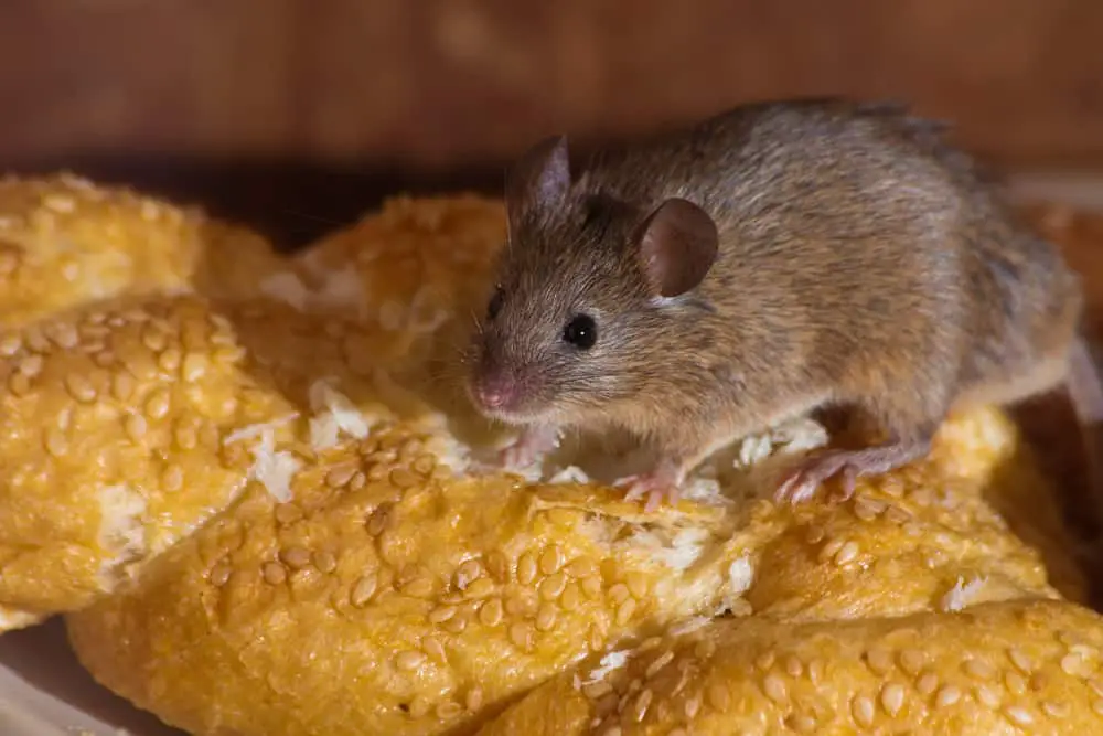 Mouse Eating Bread