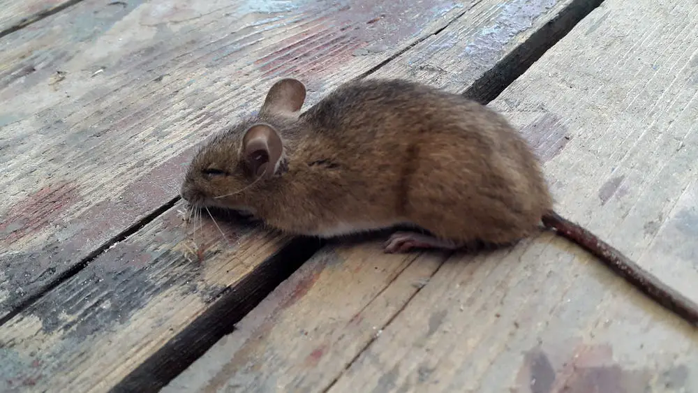 Where Do House Mice Come From