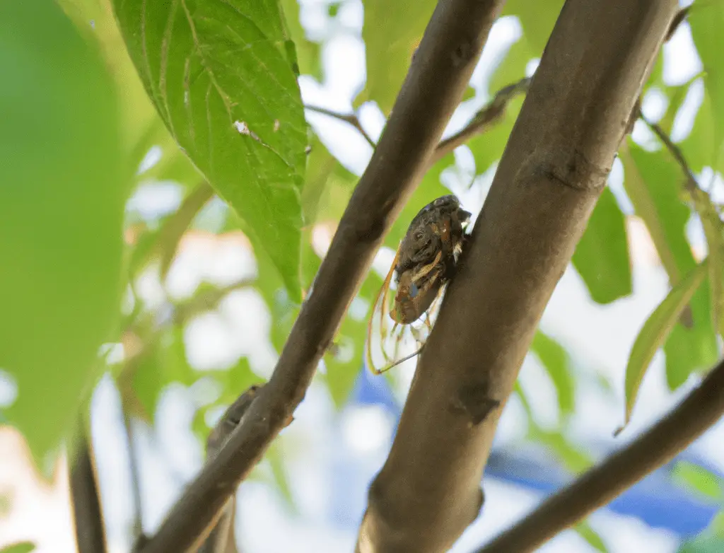 Cicadas in Trees