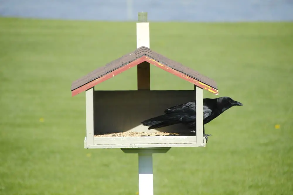 Crow at a Birdfeeder