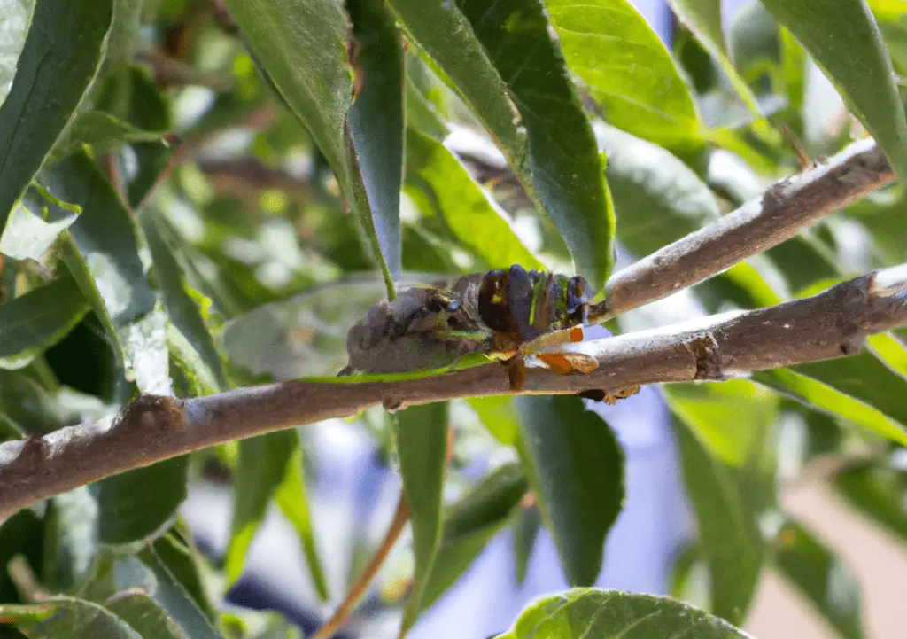 How to Protect Small Trees from Cicadas