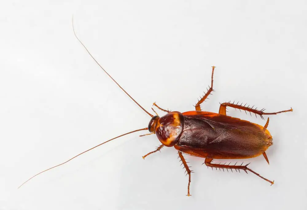 Can Roaches Climb Metal