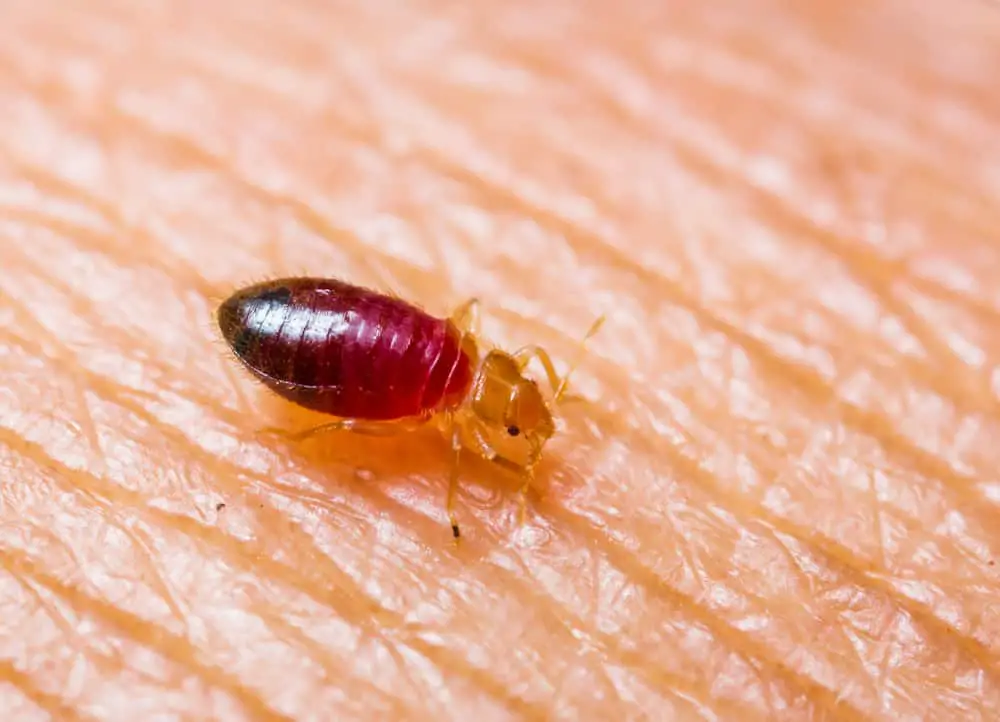 Do Bed Bugs Eat Dead Skin