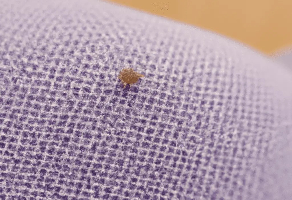 Can Humans Carry Fleas on Clothes