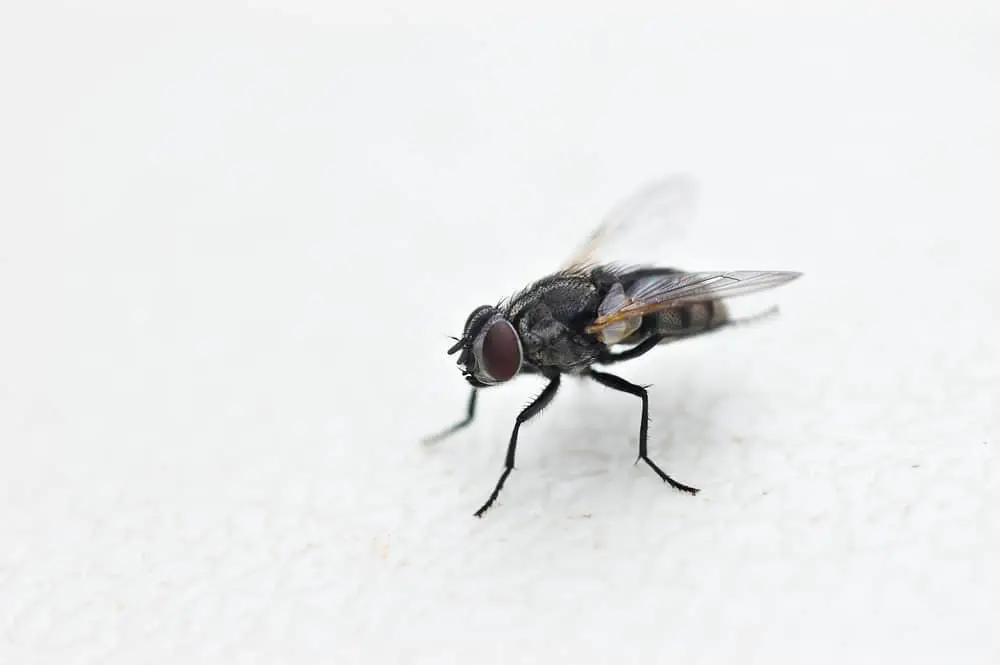 Fly on White Counter