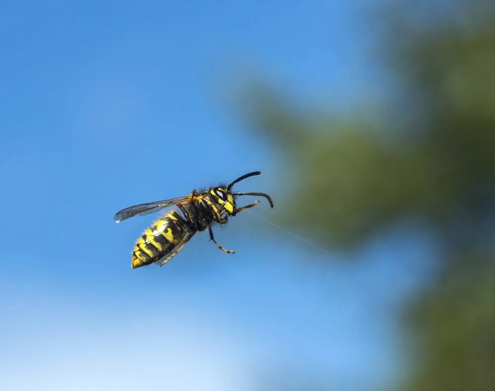  Flying Wasp or Bee