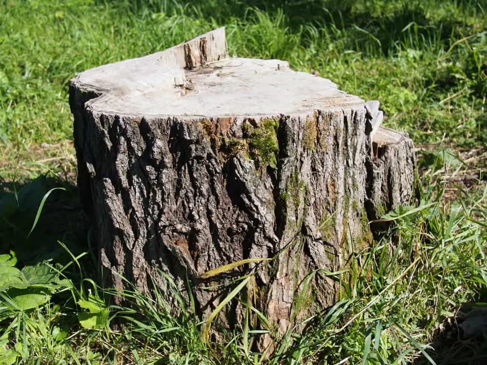 Do Tree Stumps Attract Termites