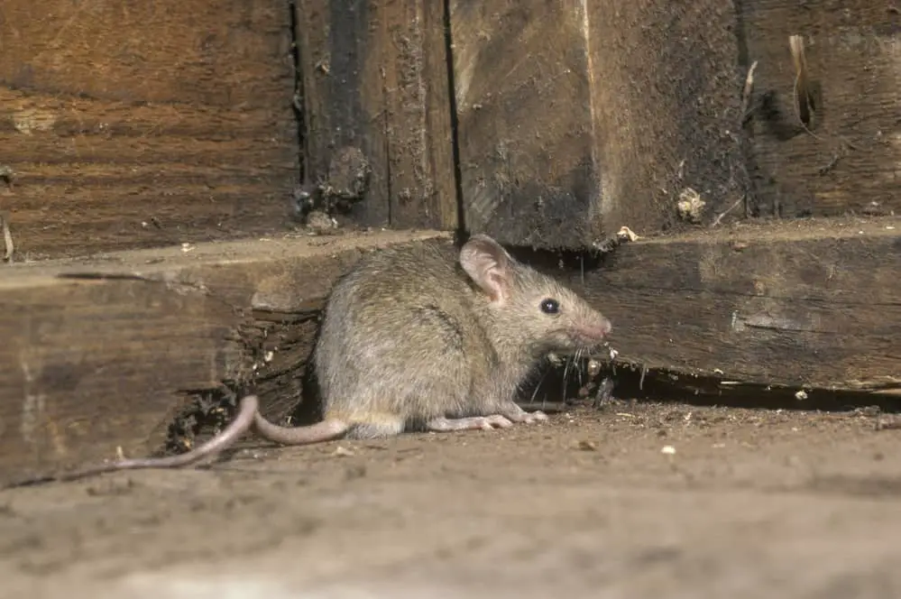 How To Stop Mice From Getting Under The Door
