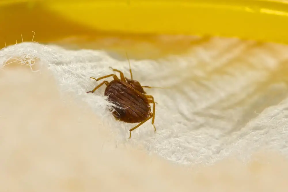 Will Turpentine Kill Bed Bugs