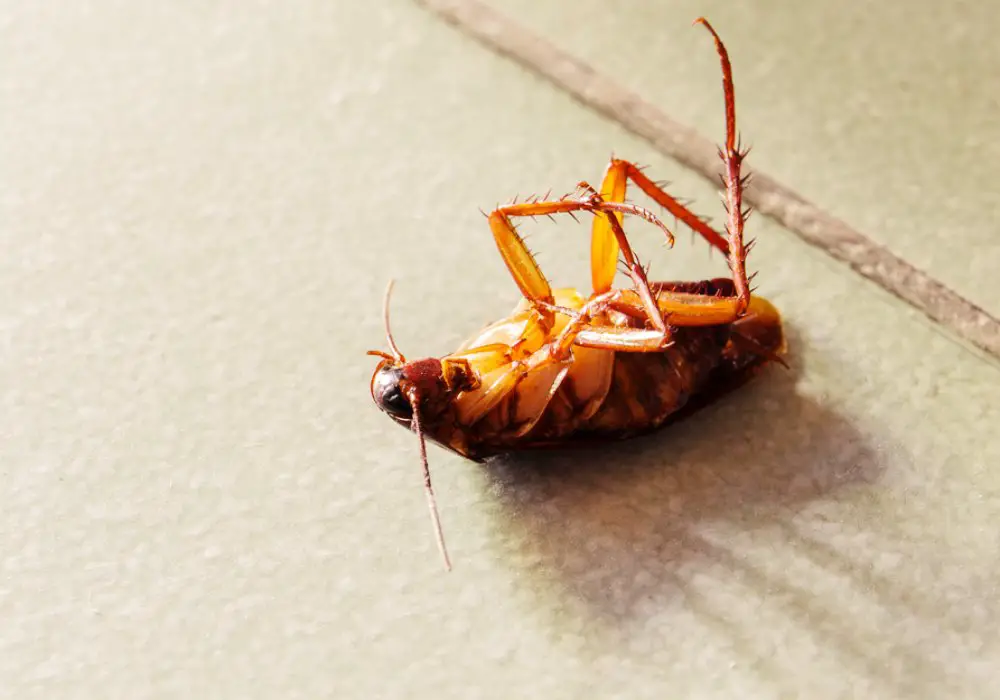 Does Hydrogen Peroxide Kill Roaches