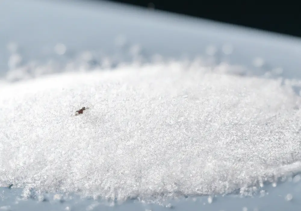 Does Table Salt Kill Dust Mites