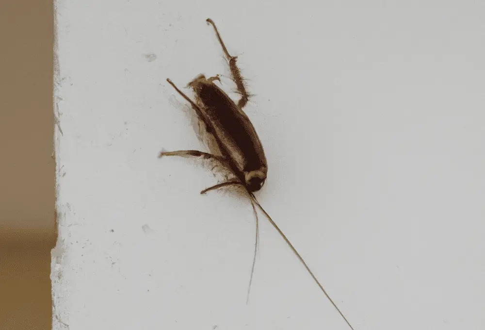 Roach on a Wall