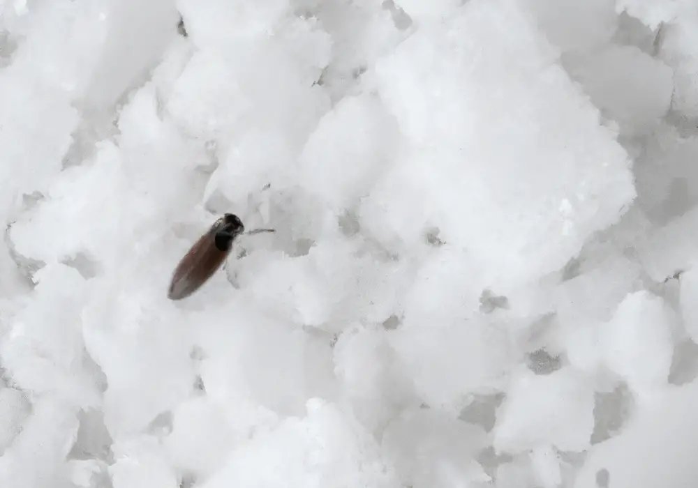 Will Salt Kill Bed Bugs