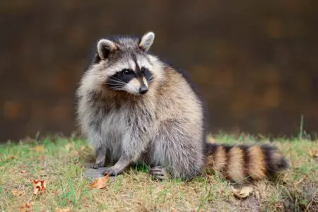 Are Racoons Afraid of Owls?