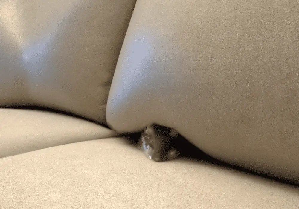 How to Get Mice Out of Couch