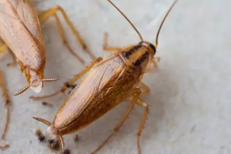Why Do Cockroaches Run Towards You? A Curious Encounter Explained