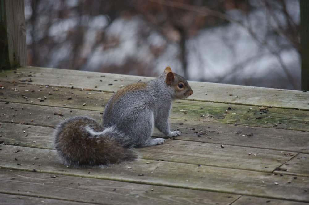 Squirrel on Deck
