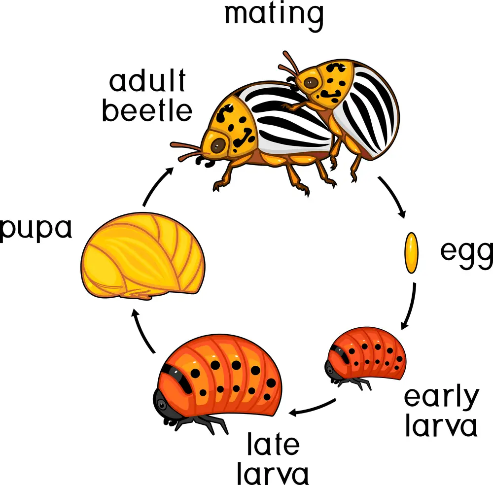 Beetle Life Cycle