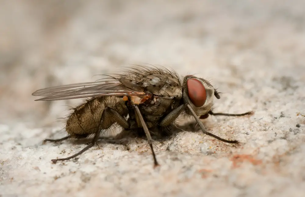 Fly On Kitchen Counter