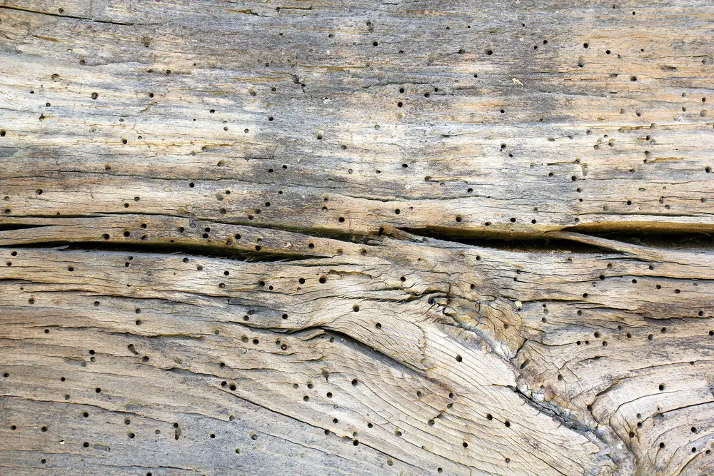 Insect Damage Wood