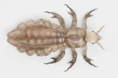 Does Hot Shot Bed Bug Spray Kill Lice?